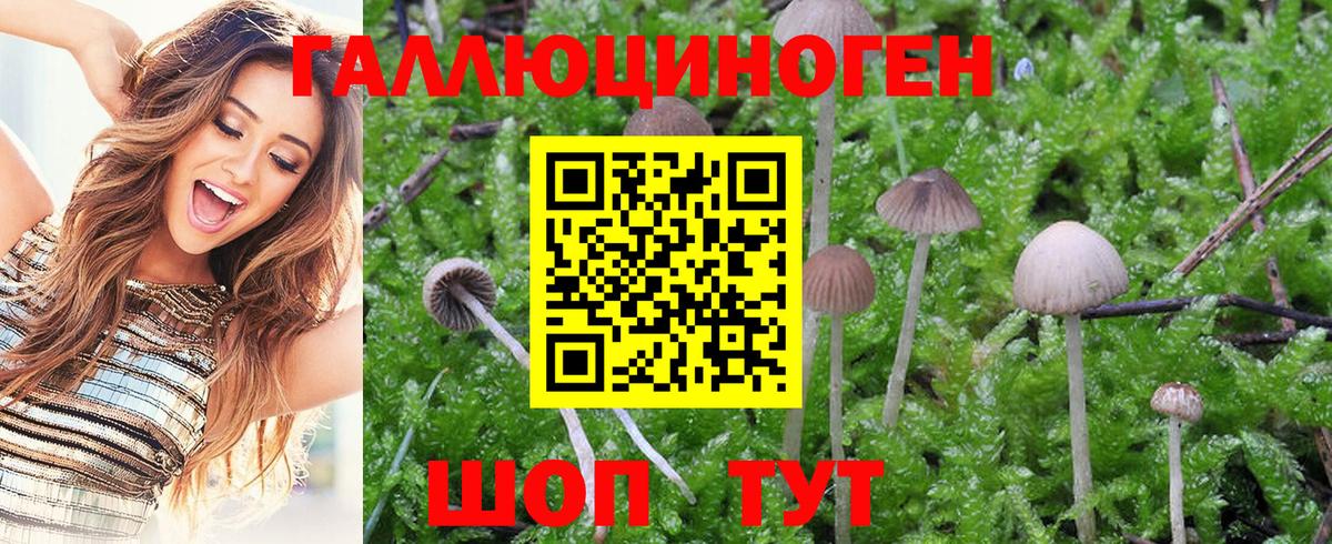Псилоцибиновые грибы Cubensis  продажа наркотиков  Калач-на-Дону  Псилоцибиновые грибы Psilocybe  Вход с VPN 